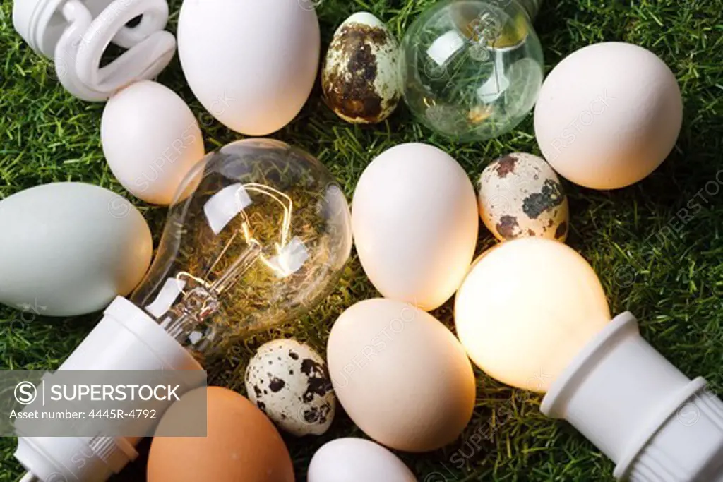 Eggs and bulbs