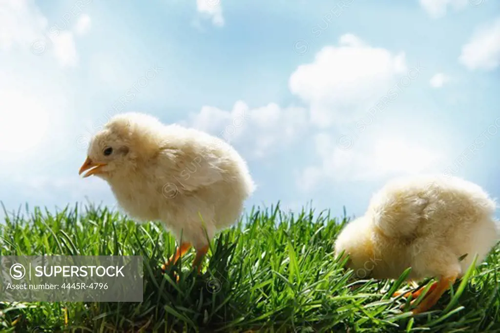 Fellow chicks on lawn