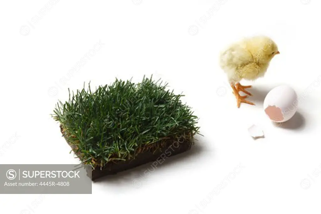 Ckick,small lawn and broken eggshell