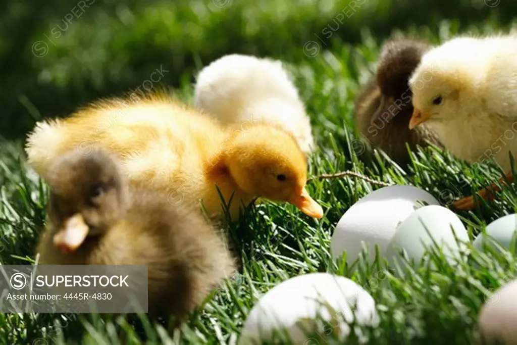 Fellow chicks and ducks on lawn
