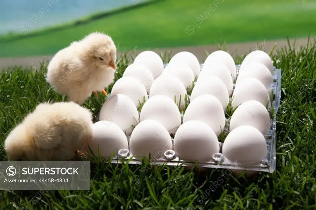 Fellow chicks standing by eggs