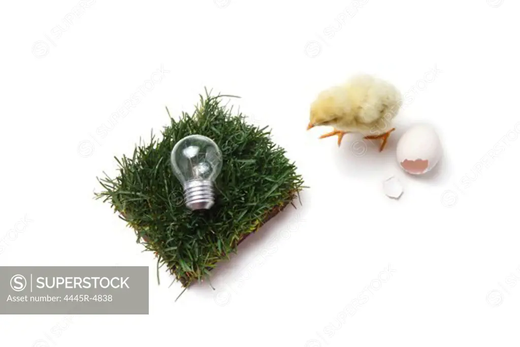 Fellow chick standing by broken eggshell,lawn and bulb