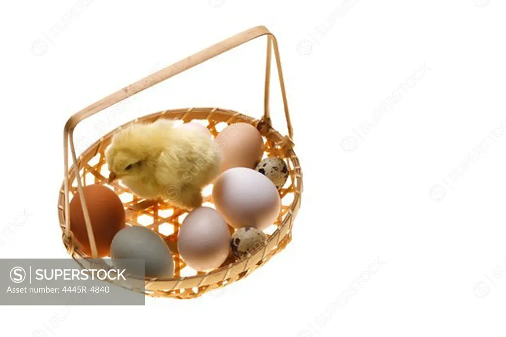 Fellow chick standing in a basket of eggs