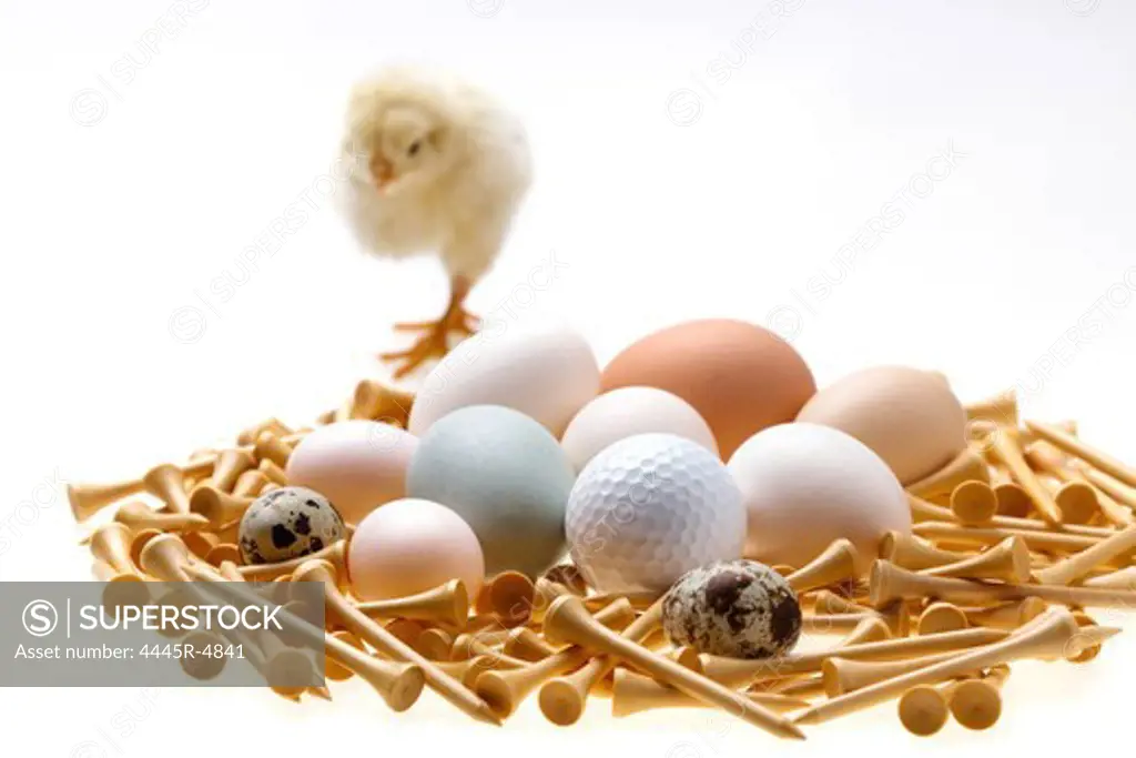 Fellow chick standing by eggs,golf ball and tees