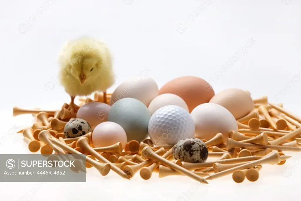 Fellow chick standing by eggs,golf ball and tees