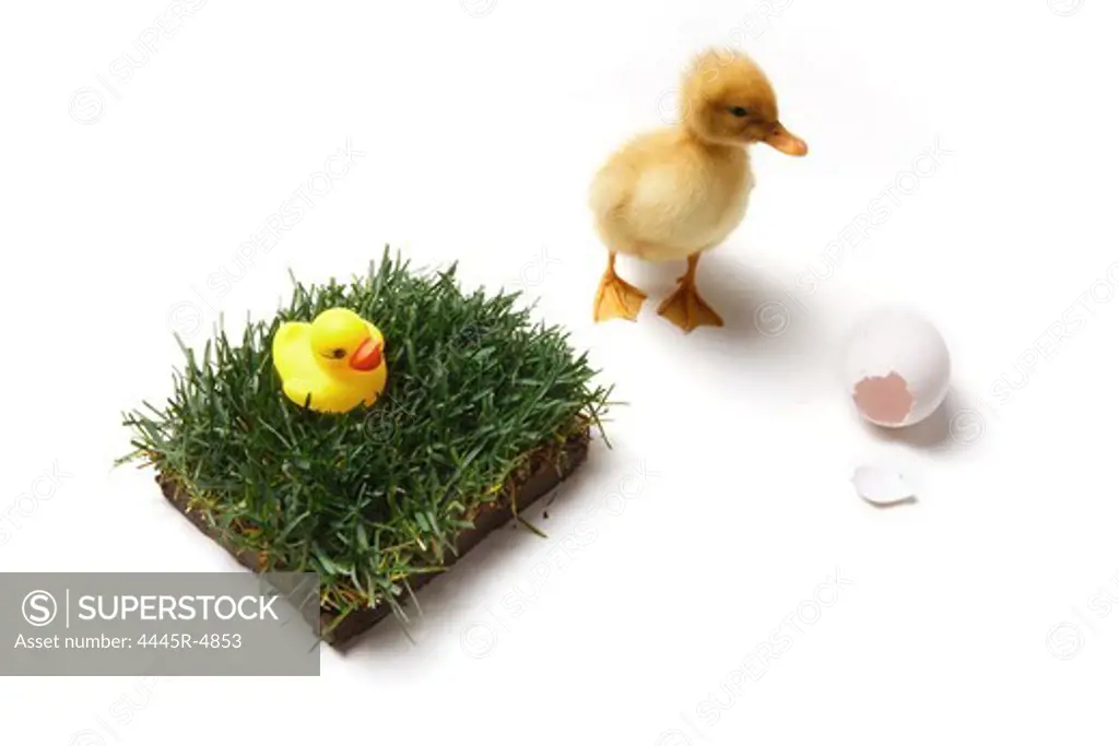 Duck standing by small lawn and broken eggshell with fake duck