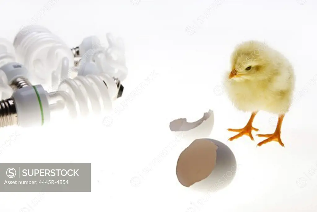 Fellow chick standing by broken eggshell and energy-saving bulbs