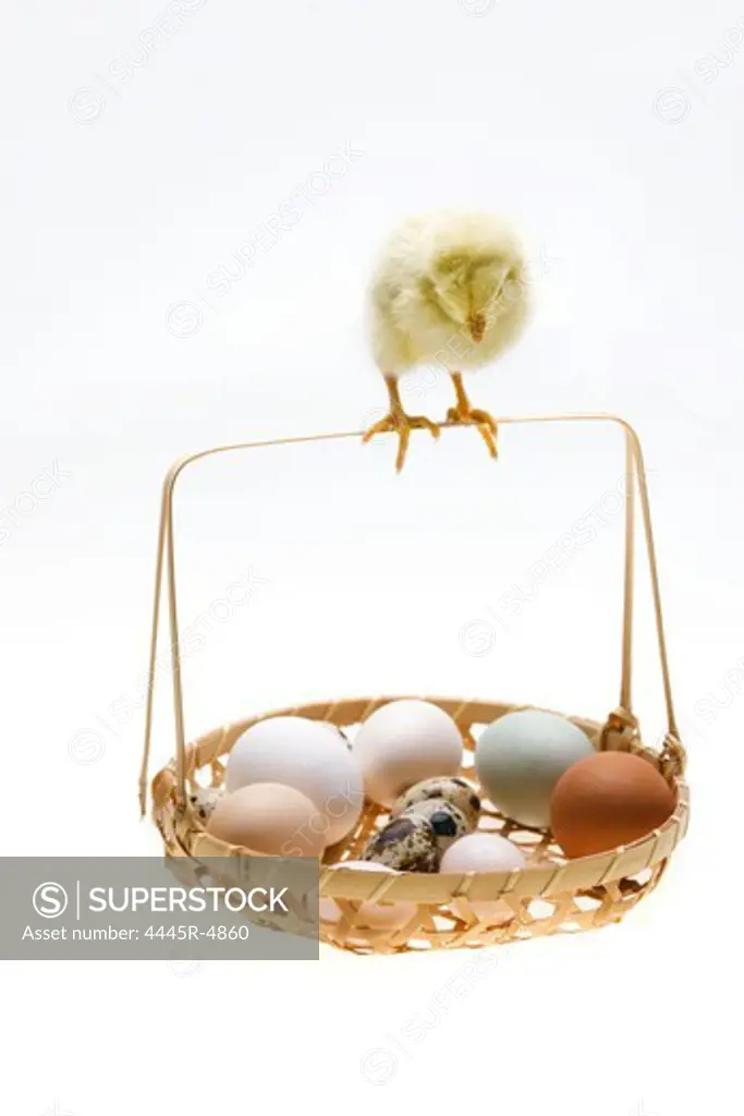 Fellow chick standing on a basket of eggs