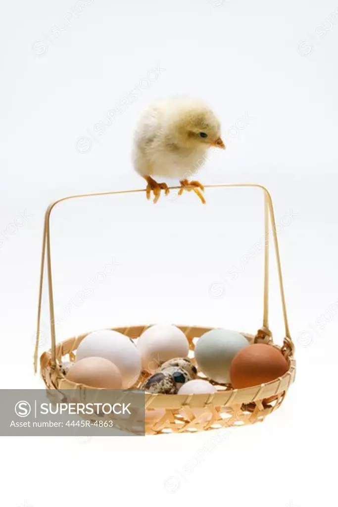Fellow chick standing on a basket of eggs