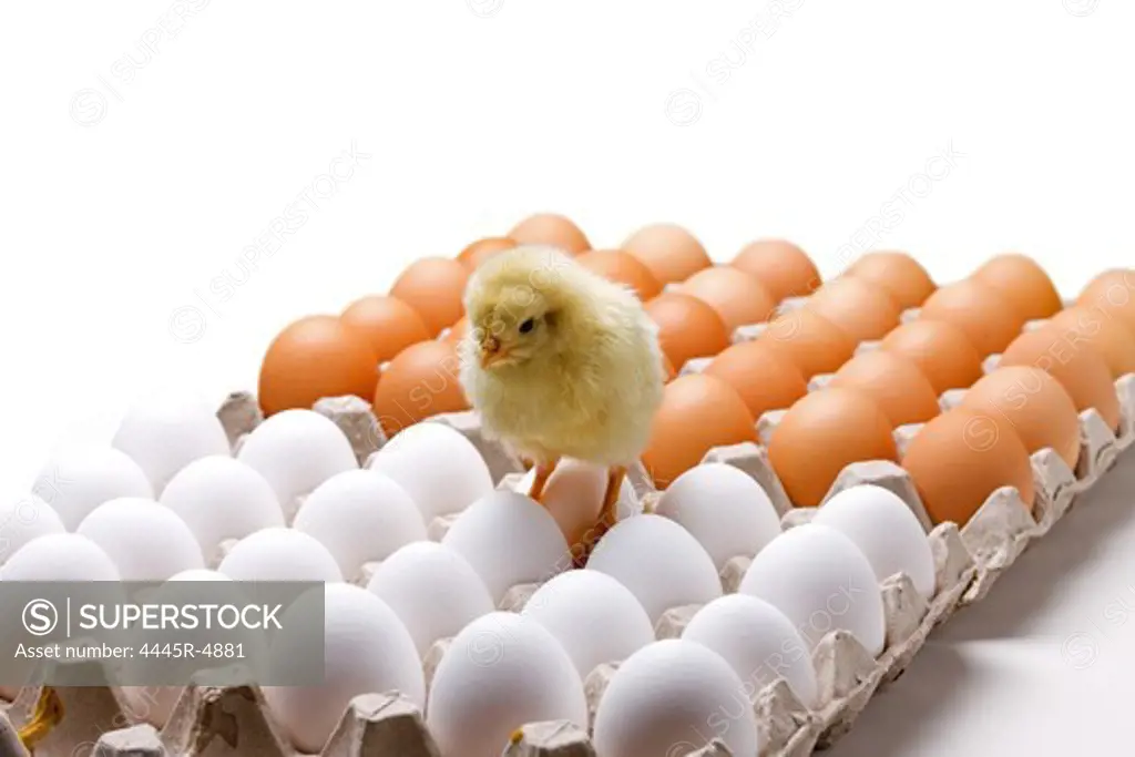 Fellow chick on eggs