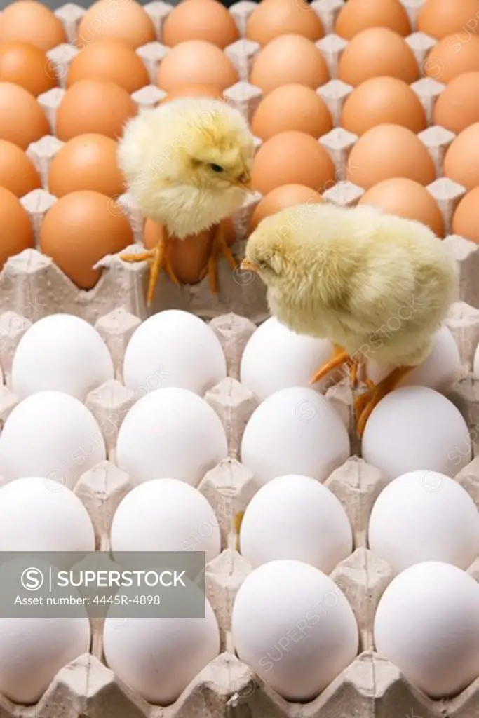 Fellow chicks on eggs