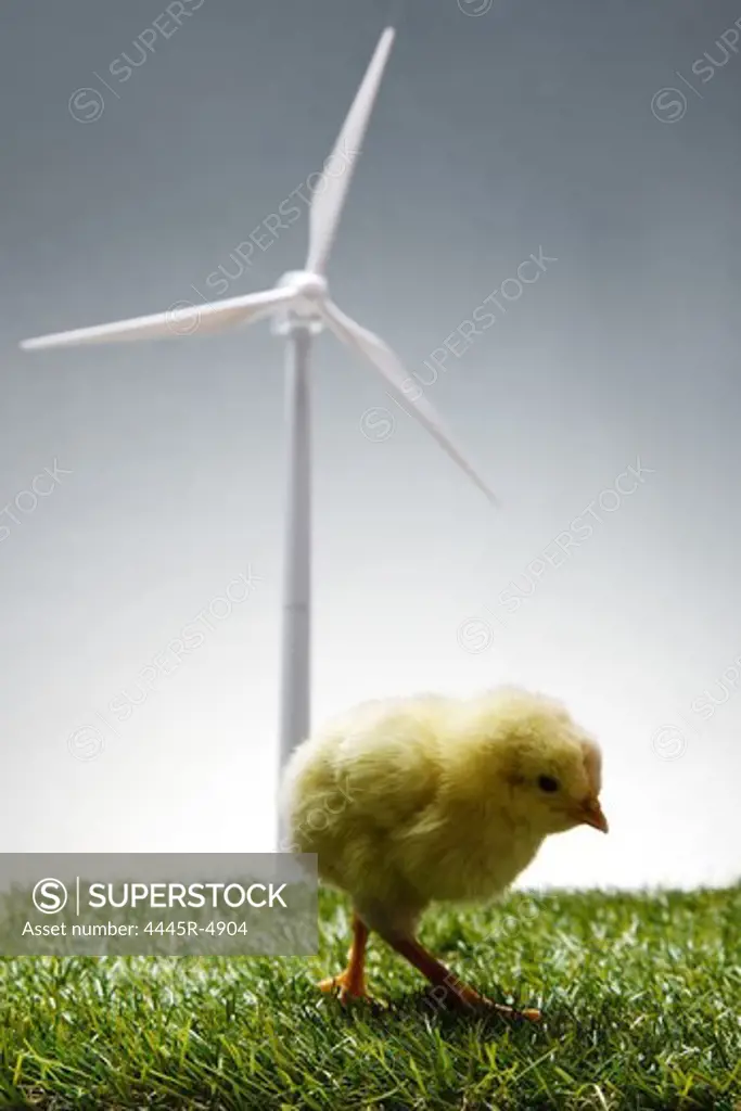 Fellow chick standing in front of windmill on lawn