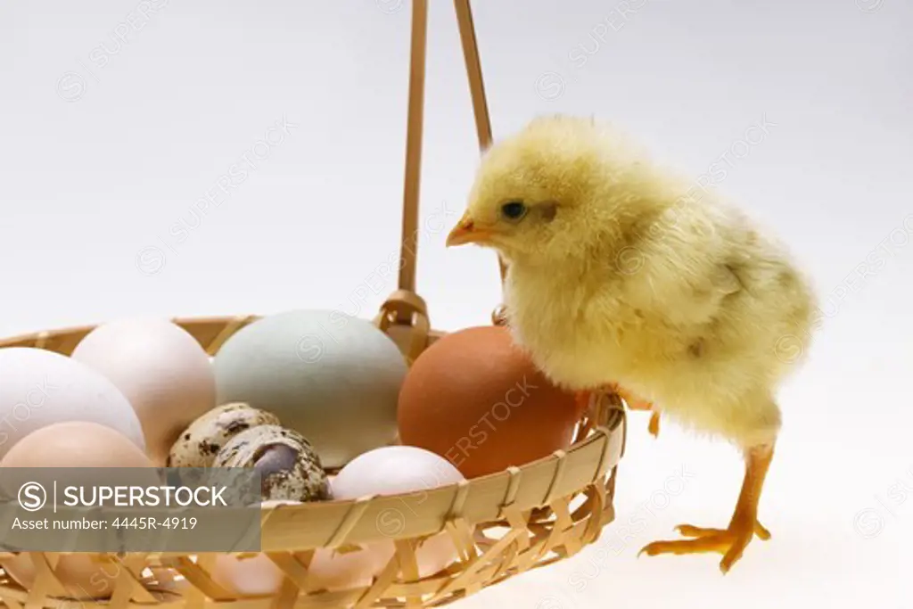 Fellow chick standing in a basket of eggs