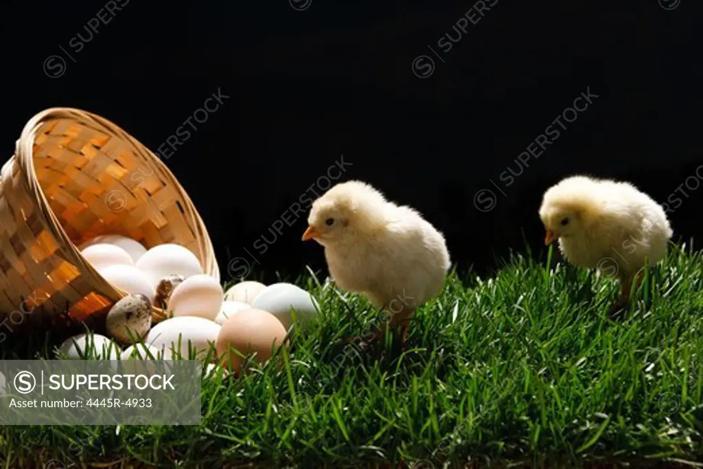 Fellow chicks standing by a basket of egg on lawn
