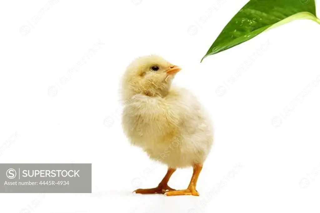 A Fellow chick