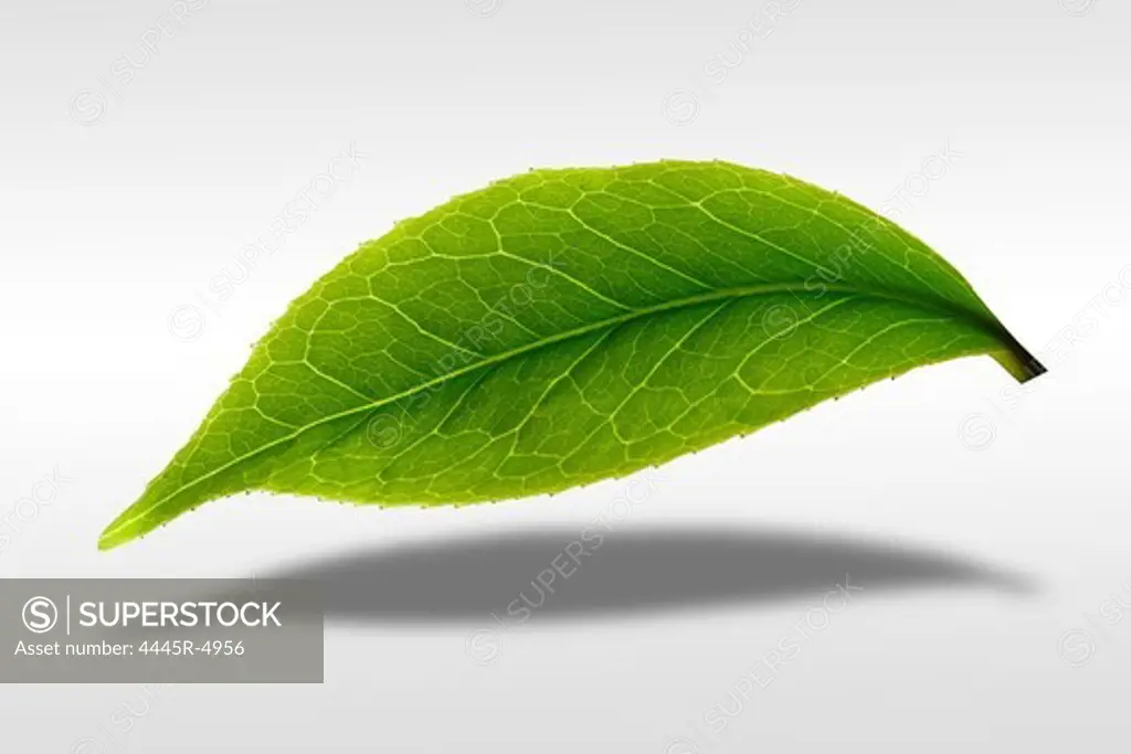 Digital composite of greenn leaf