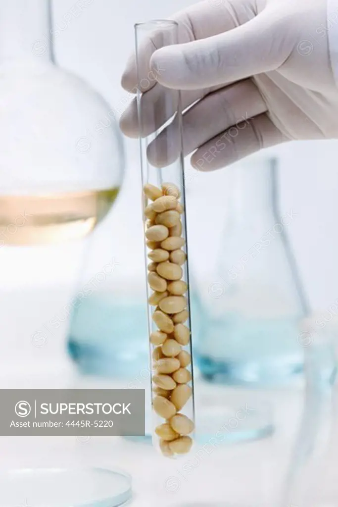 Obervation of grains in laboratory