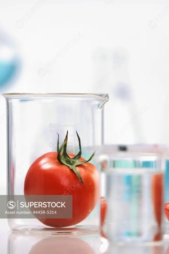 Tomato in laboratory container