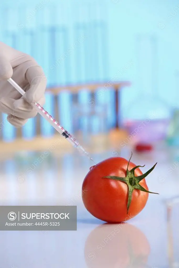 injecting tomato with injector