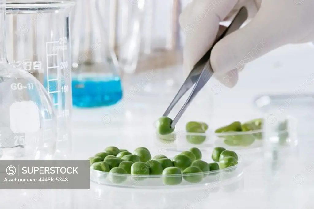 Obervation of green soy bean in laboratory