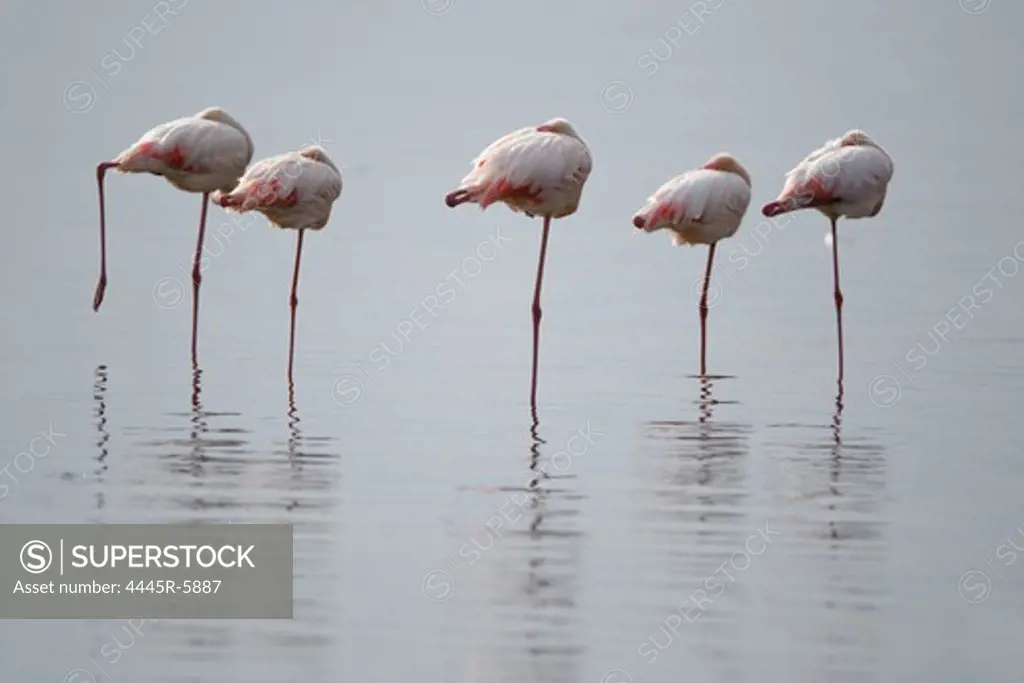 Flamingoes in shallow water,Kenya,Africa