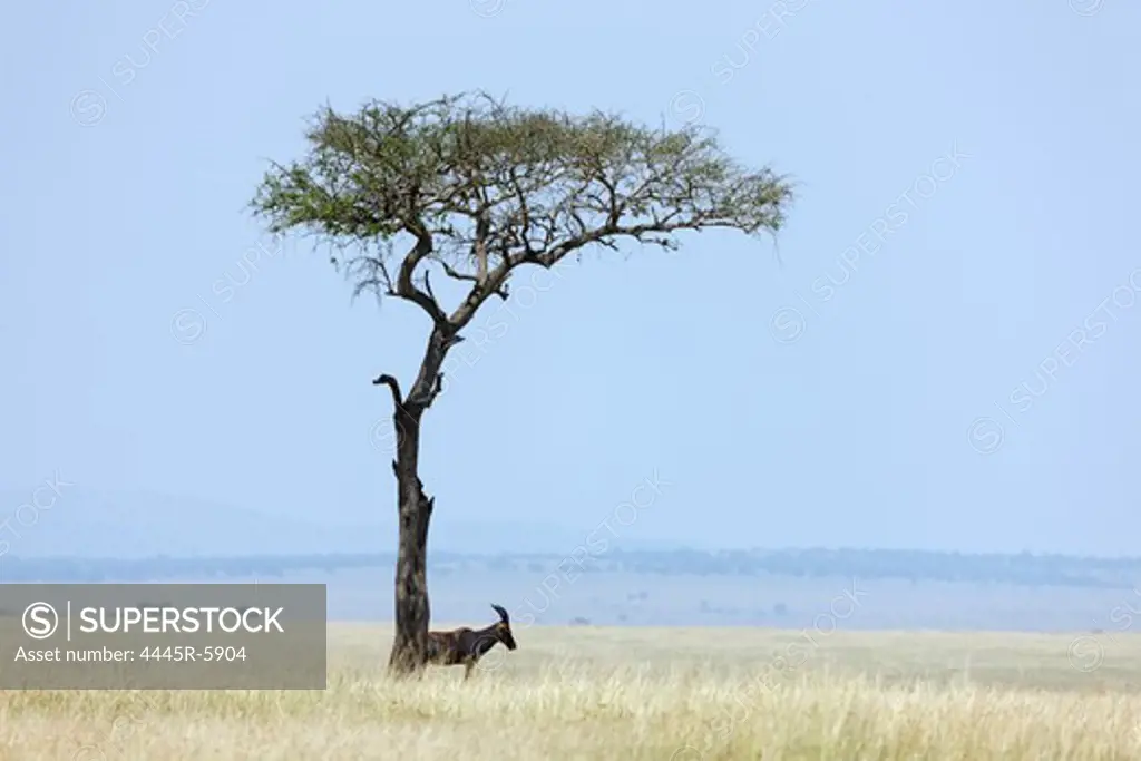 Kenya,Africa