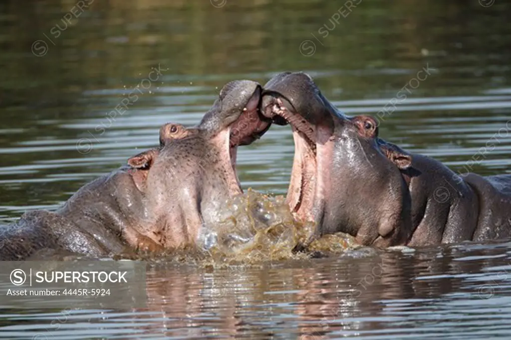 Hippos,Kenya,Africa