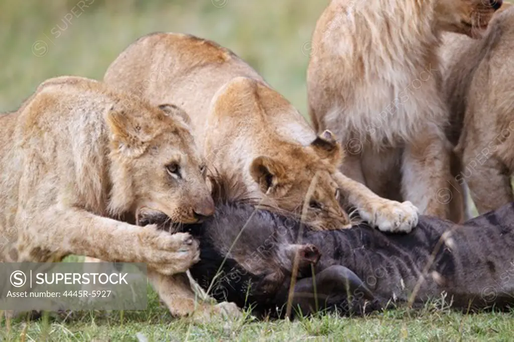 Lions in Kenya,Africa