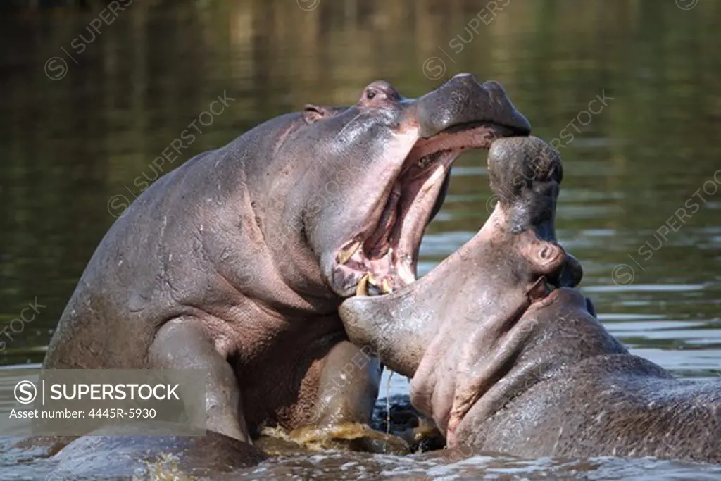 Hippos,Kenya,Africa