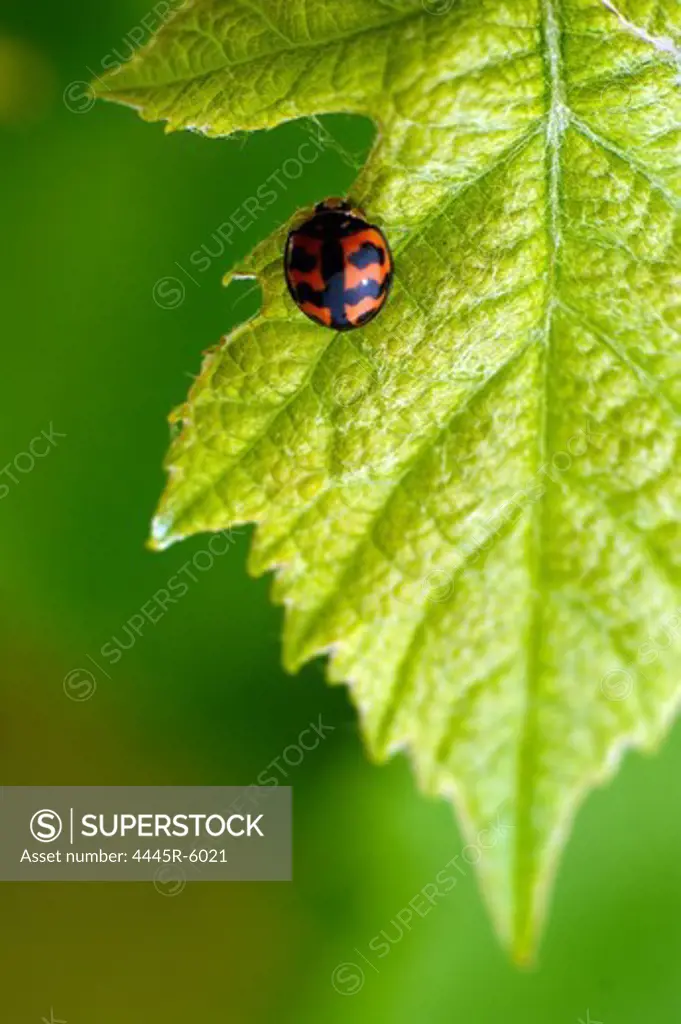 Ladybug on grape leaf