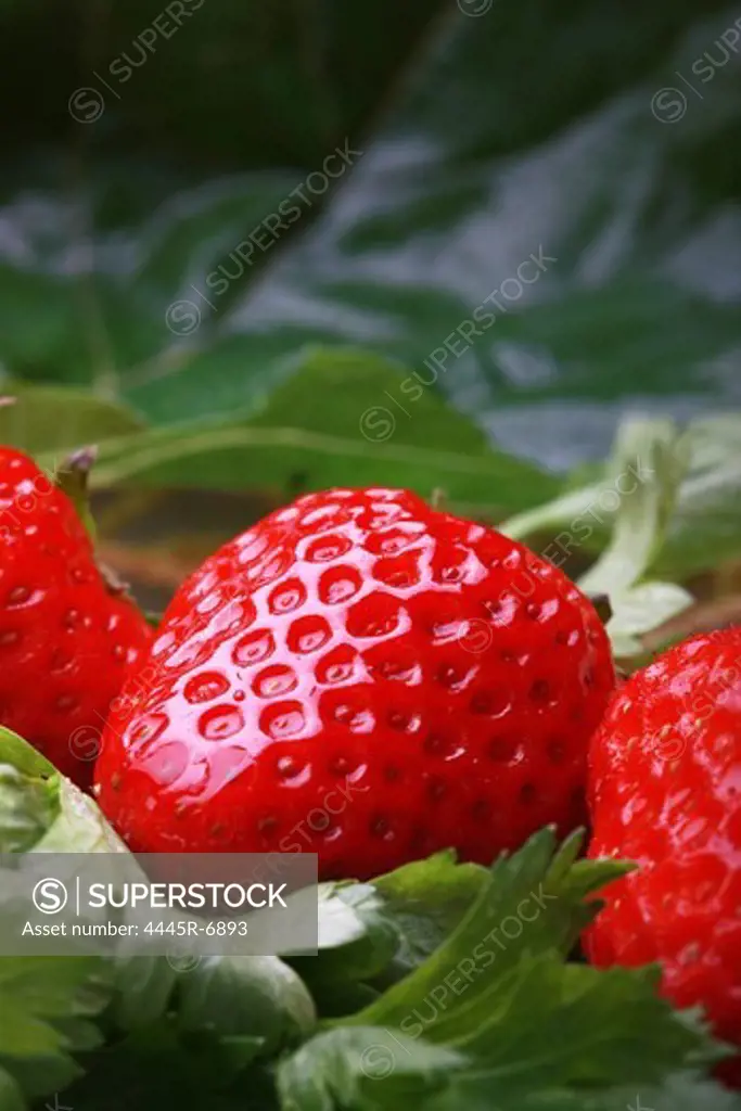Fresh strawberris