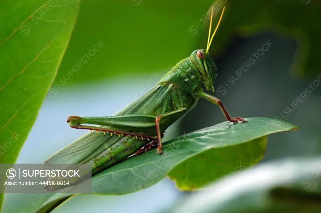 Locust on leaves