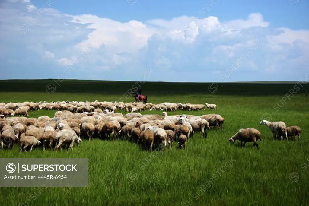 Grassland,Inner Mongolia,China