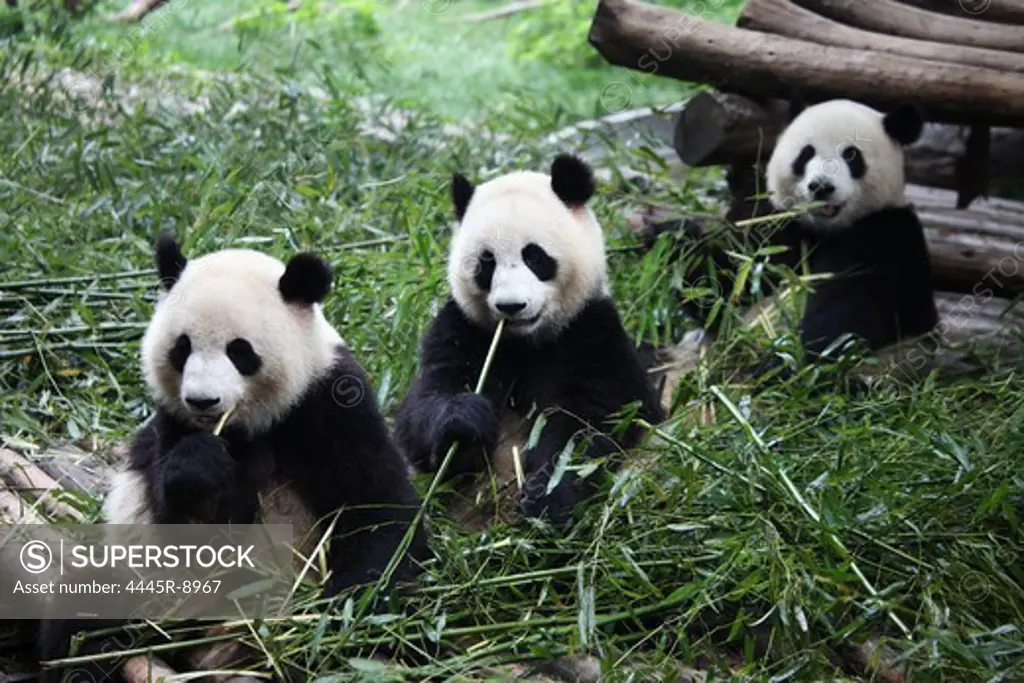 Panda,Sichuan,China