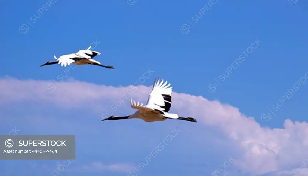 Red-crowned cranes (Grus japonensis),Heilongjiang,China