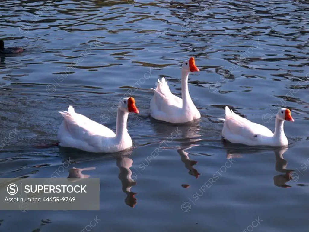 Geese in river