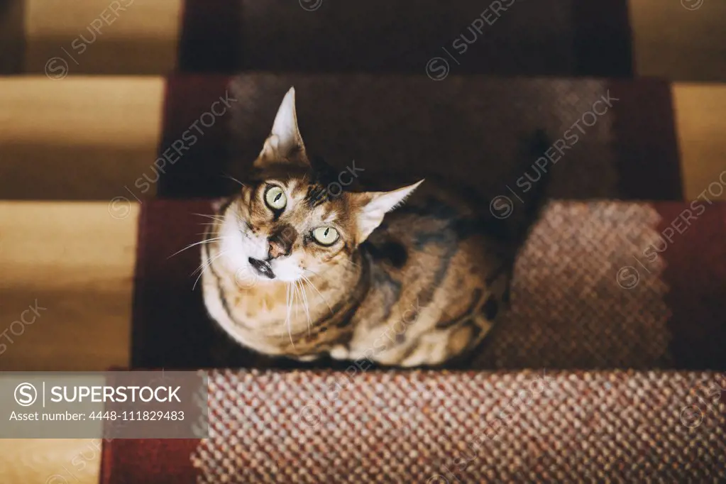 High angle portrait of cat sitting on carpet over steps at home