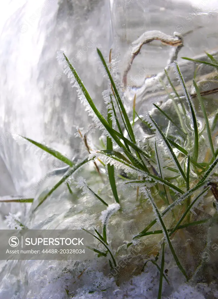 Grass in ice
