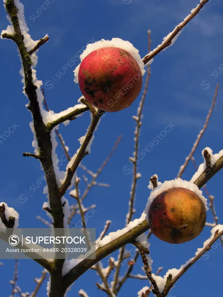 Snowy apples