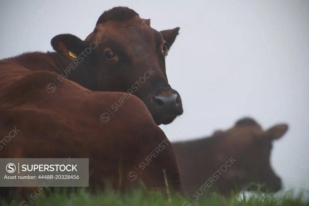 Cows in the grass