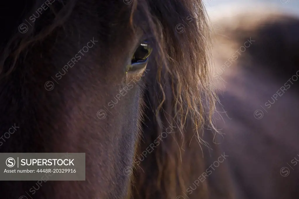 Eye of an horse