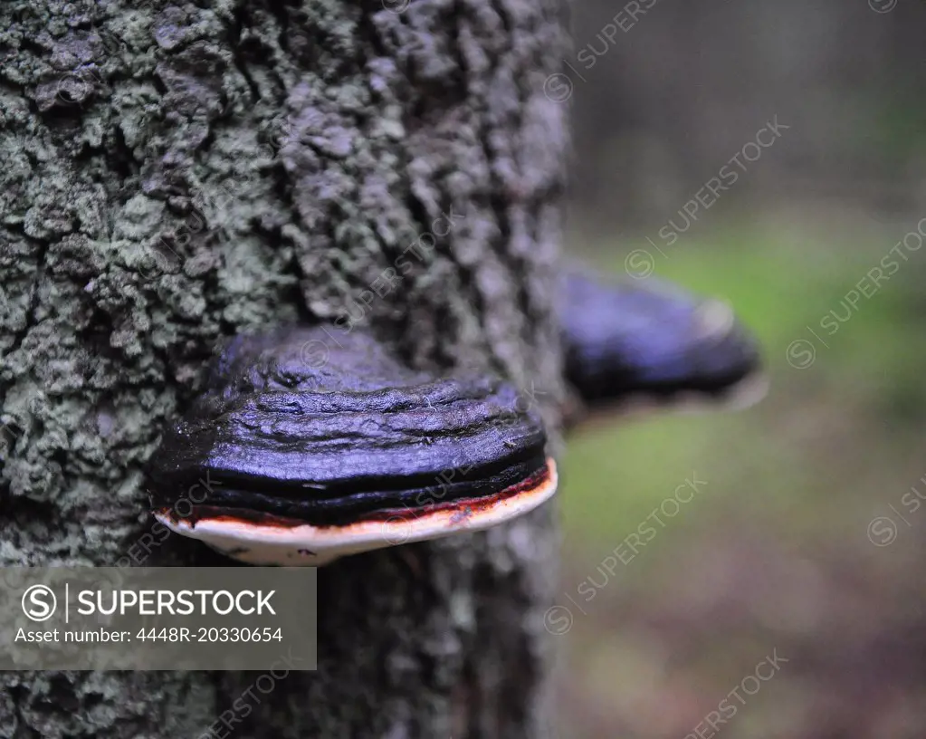 Treetrunk with fungus