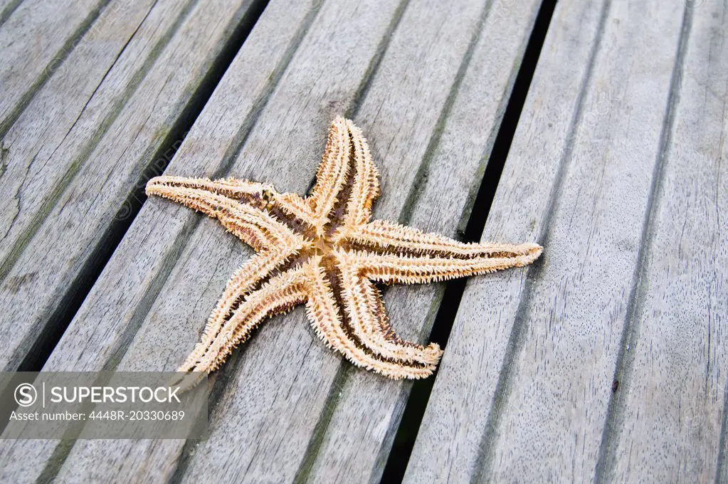 Starfish on jetty