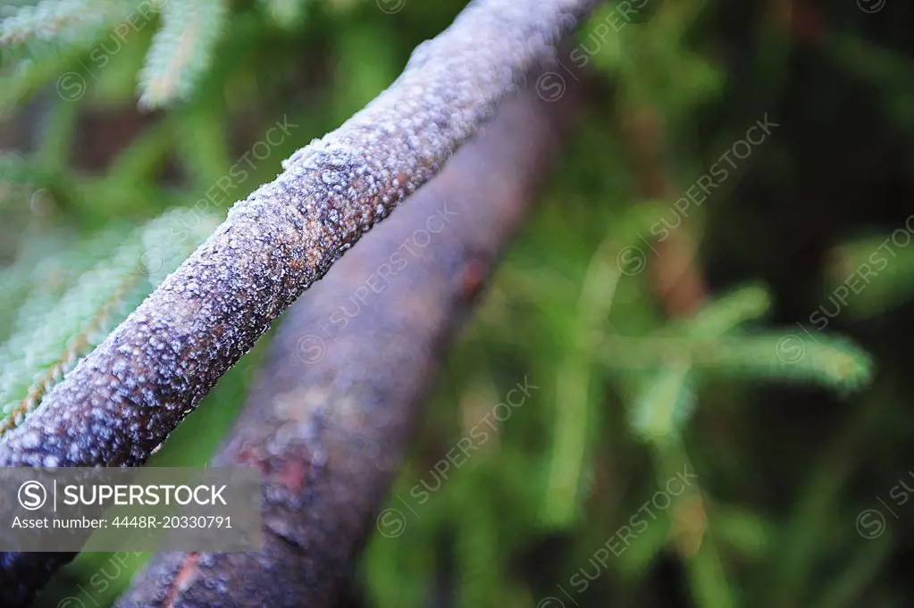 Close-up branch