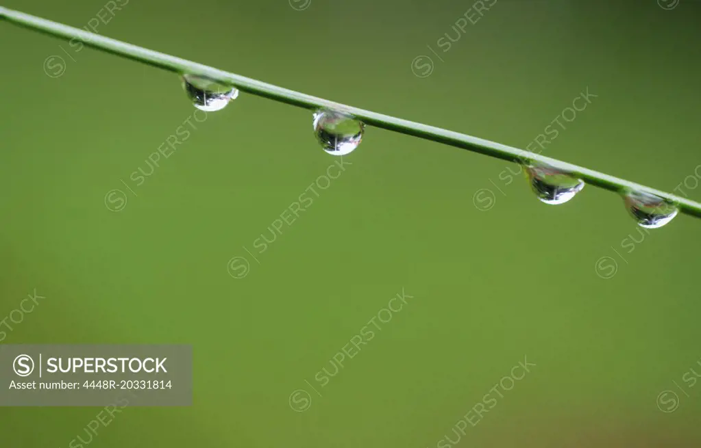 Waterdrops on grass straw
