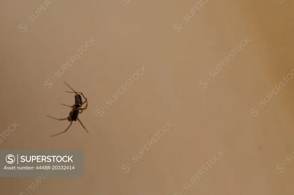 A lonely spider
