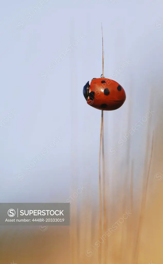 Ladybug on straw