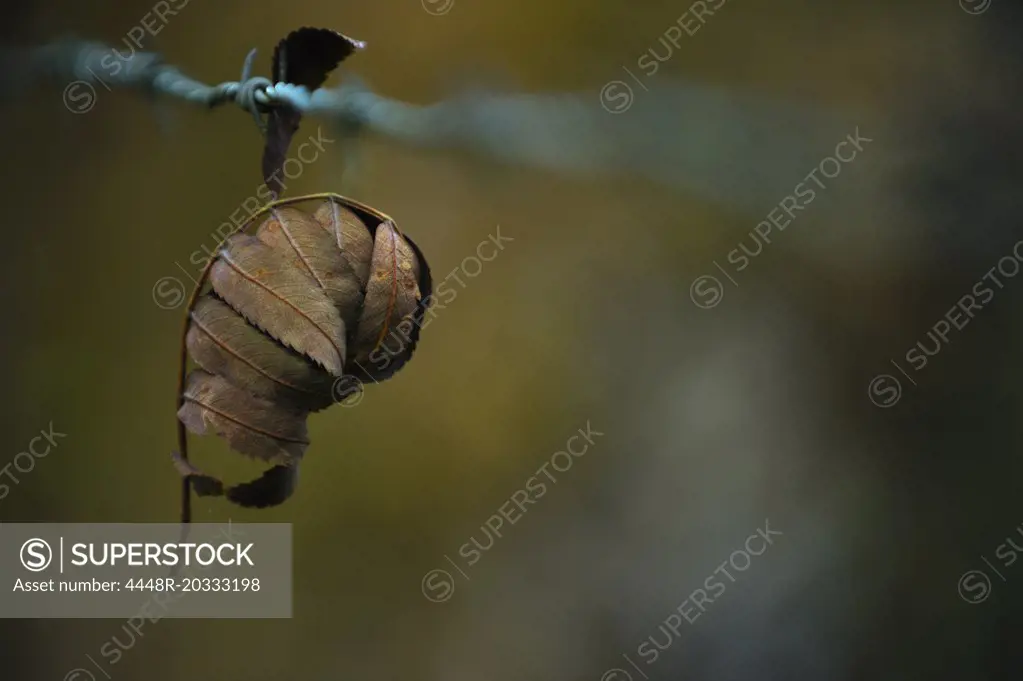 Closeup on leaf stuck on barbed wire