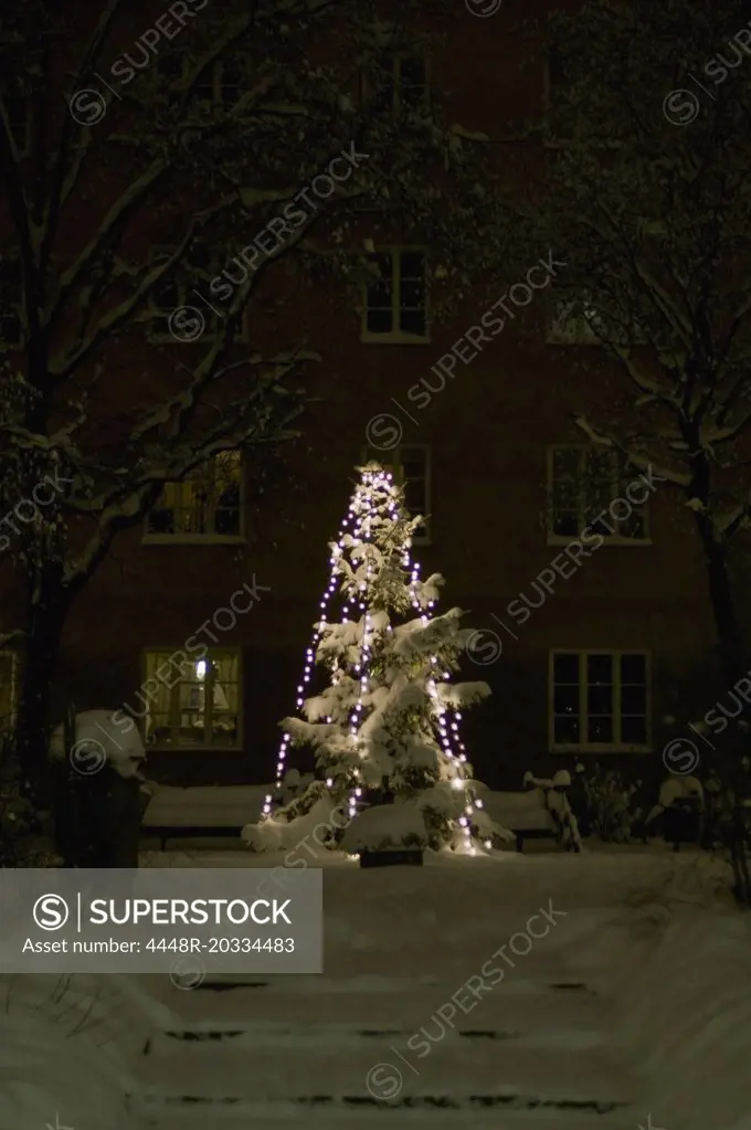 Christmas tree outside