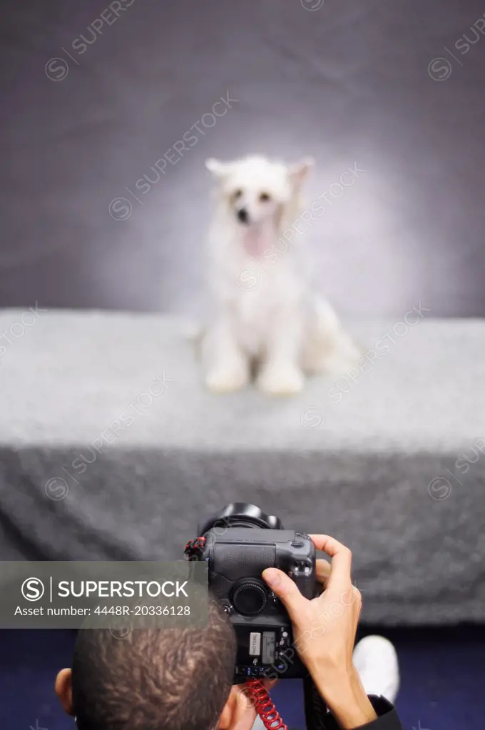 Boy taking photo of dog